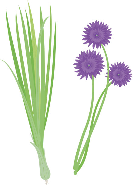 细香葱图片下载