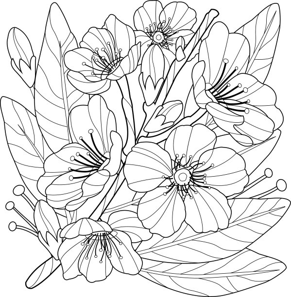 杏树枝头开花。彩色书页面素材图片