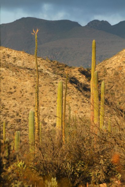 墨西哥下加利福尼亚的仙人掌田里的日落图片下载