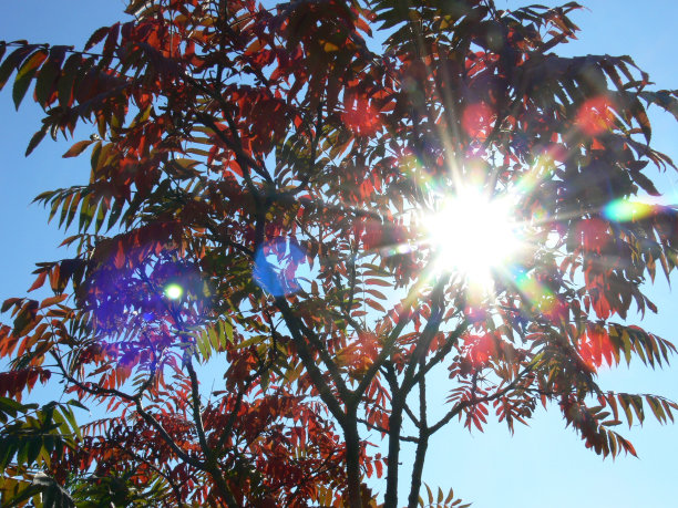 充分阳光图片下载