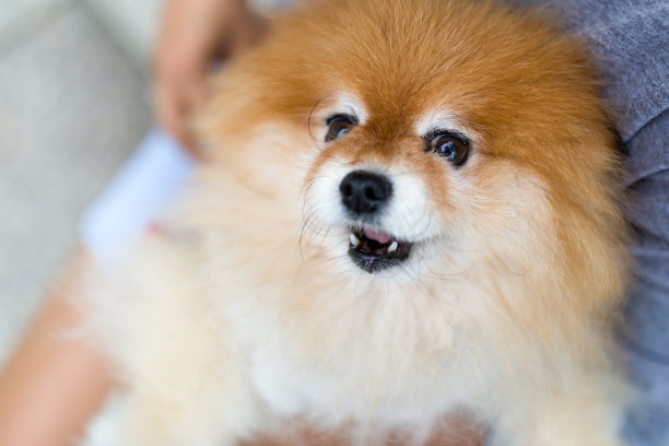 波美拉尼亚的狗图片下载