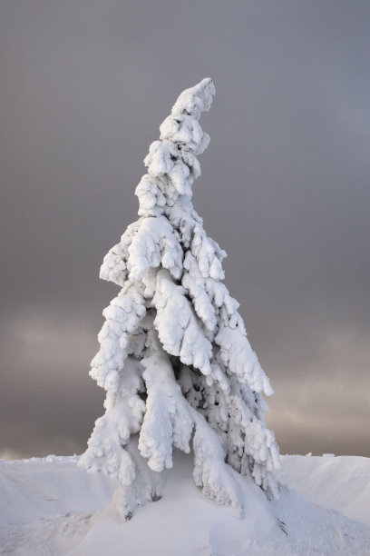 雪云杉树图片下载