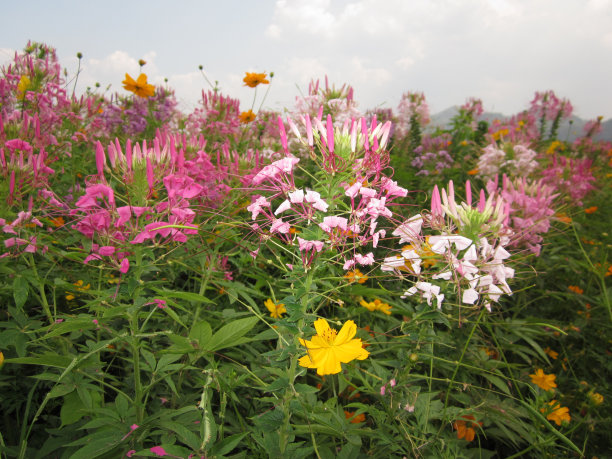 或蜘蛛花或粉皇后花。图片下载