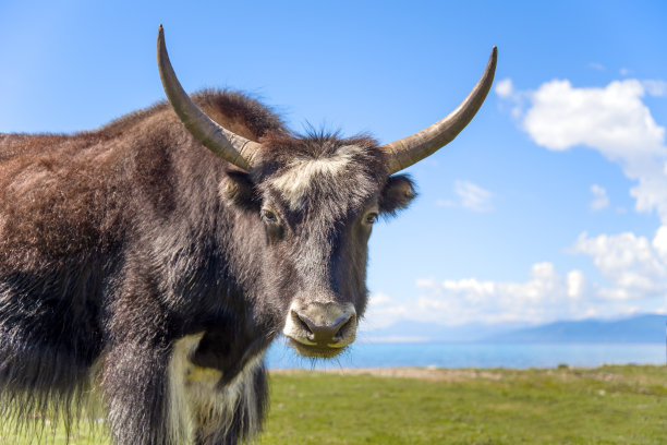 牦牛的画像图片下载