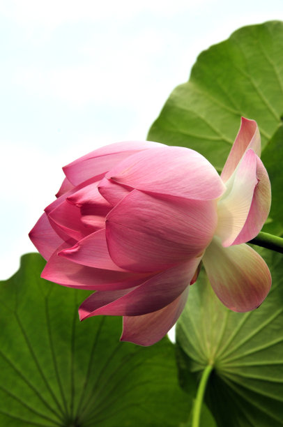 盛开的荷花图片下载