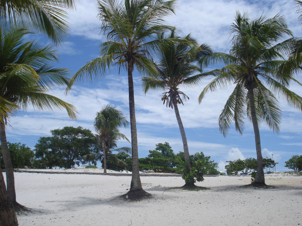 椰子树-椰子-树-树-科库努特-树图片下载