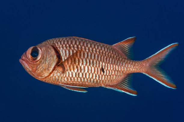 Soldierfish 侧面画像图片下载