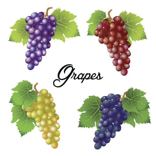葡萄的四根枝条图片下载