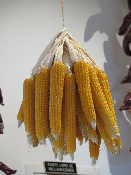 成束的甜玉米图片下载