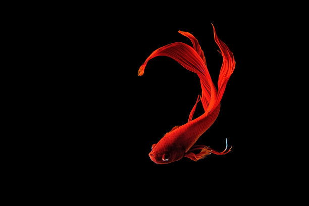 孤立的红暹罗斗鱼(一串红)图片下载