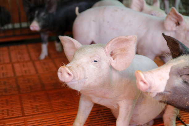 猪在稳定素材图片