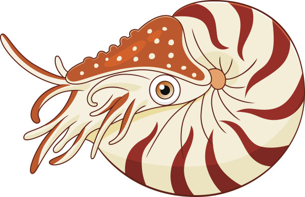 卡通鹦鹉螺图片下载