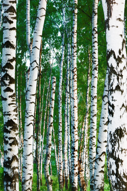 森林桦木图片下载