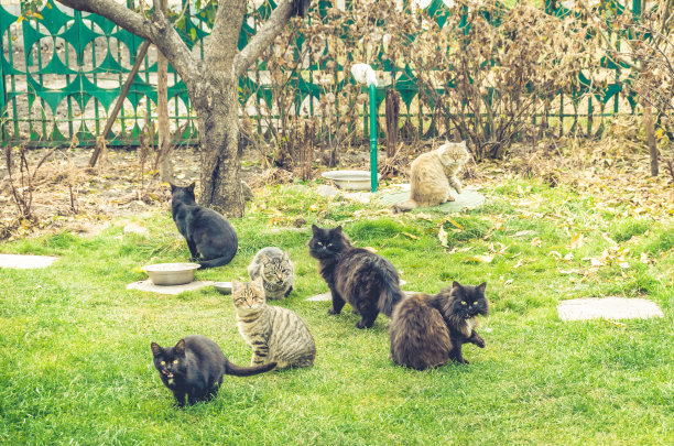 为动物提供庇护。仁慈和怜悯图片下载