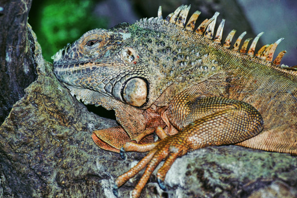 近距离观察一块石头上常见的鬣蜥图片下载