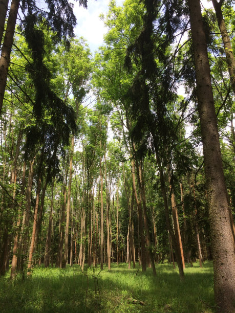 树林里的夏天图片下载