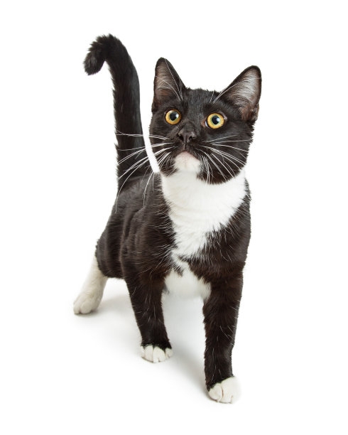 好奇的燕尾服猫向前走图片下载