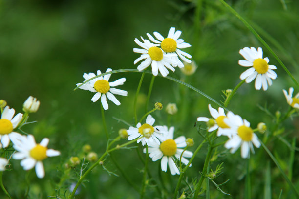 真正的洋甘菊图片下载