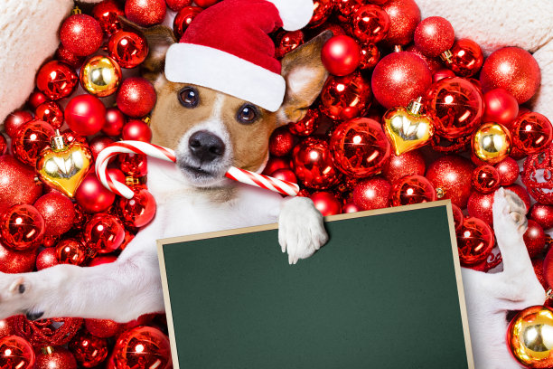 圣诞老人狗和圣诞球为背景图片下载