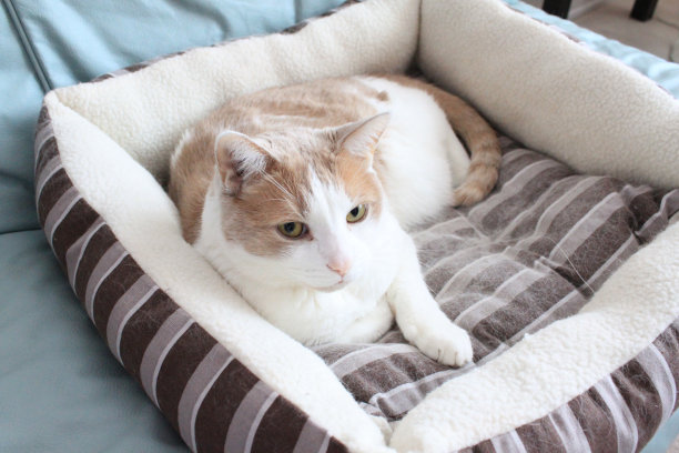 猫放下图片下载