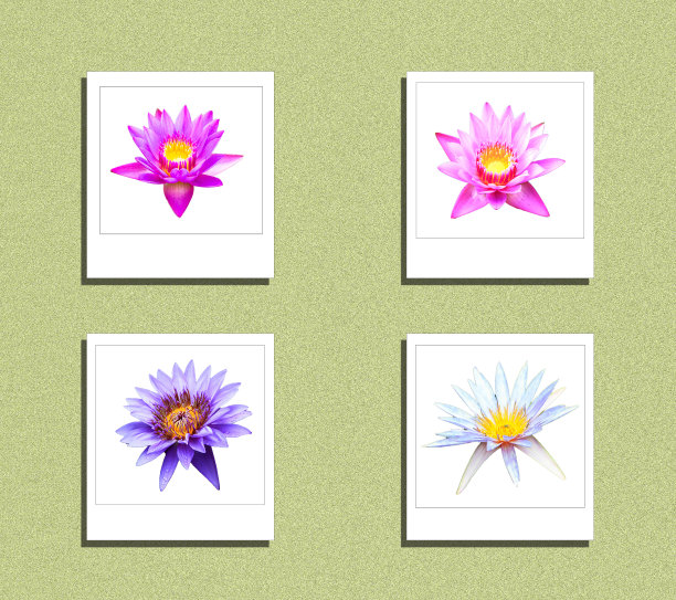 荷花上隔离即时照片图片下载