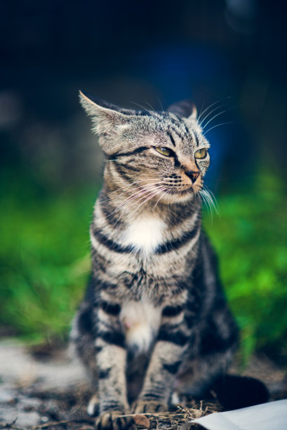 美国猫使哈里感到震惊。图片下载