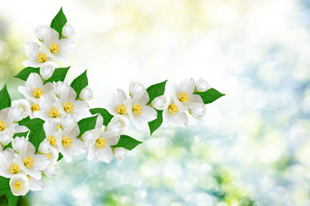 白色的茉莉花图片下载