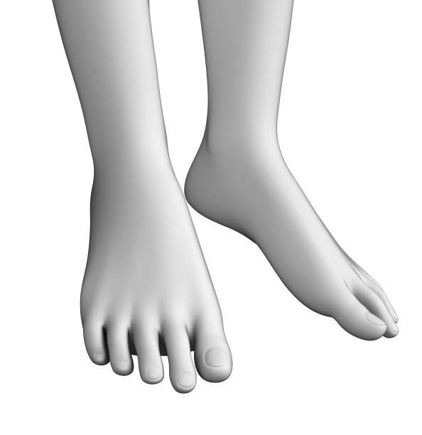 脚解剖学艺术品图片下载