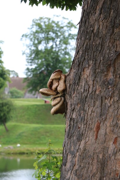 树蘑菇面朝树干图片下载