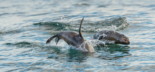 跳毛海豹图片下载
