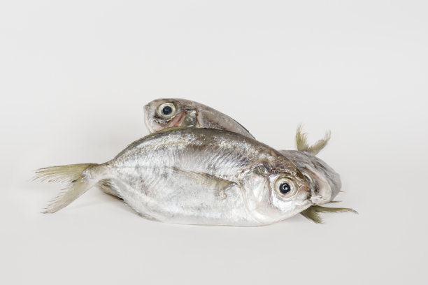 假鲹鱼图片下载