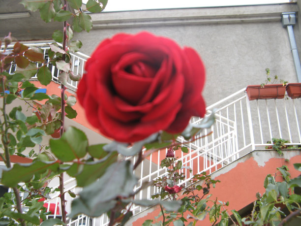 玫瑰是红色的图片下载