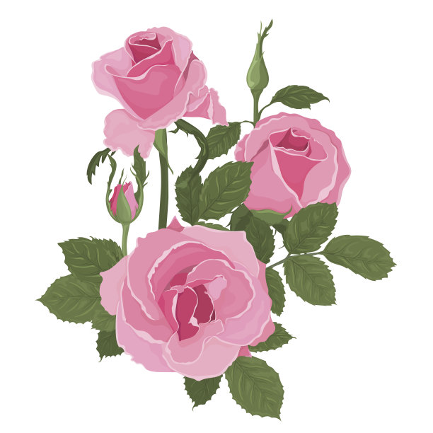 粉红色的玫瑰花束带着叶子图片下载