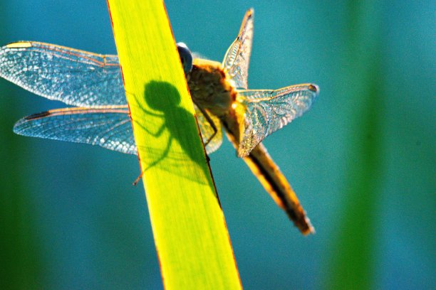 蜻蜓的影子图片下载