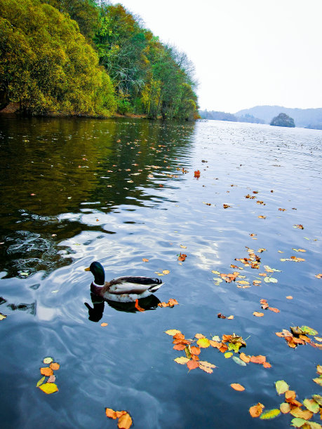 秋季湖区图片下载