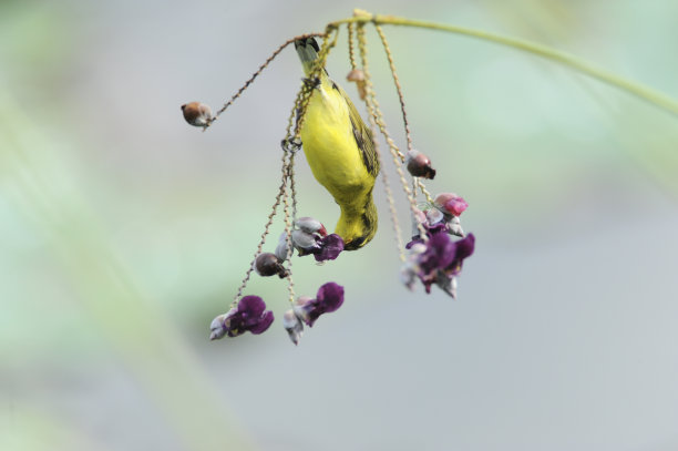 胆小的太阳鸟图片下载