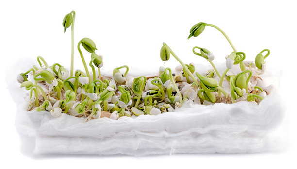 儿童项目:豆子实验孤立图片下载