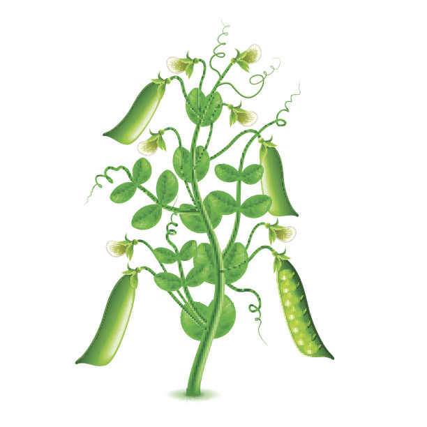 豌豆植株在白色载体上分离生长图片下载