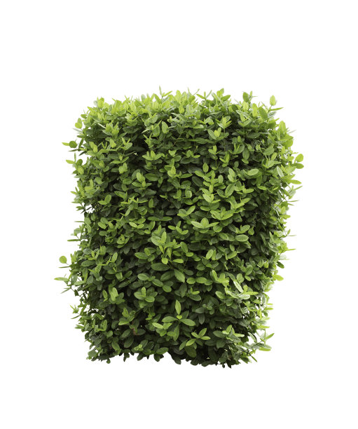 绿色布什孤立图片下载