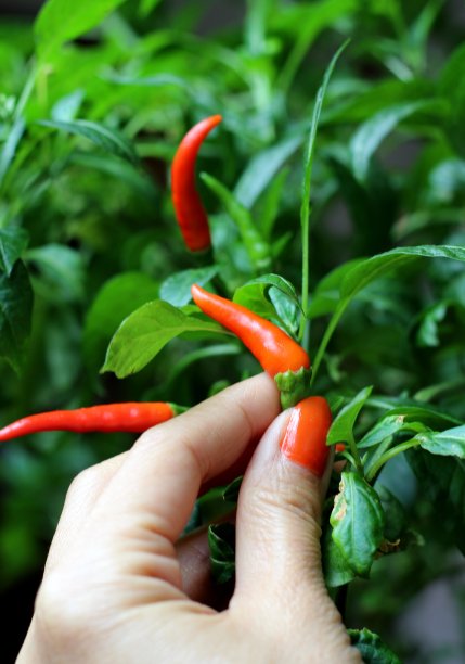 在自家花园里采摘红辣椒图片下载