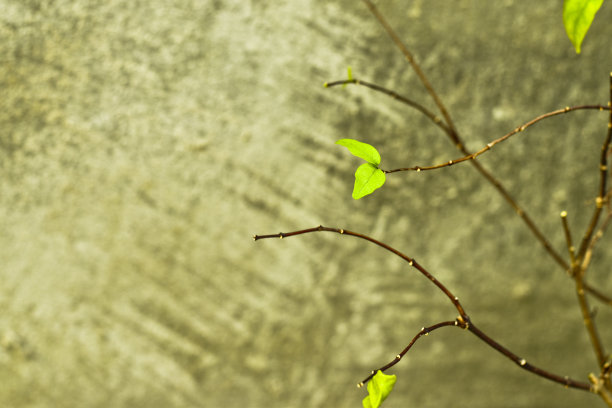 新绿叶的生长代替了老叶的飘落，新的生命图片下载