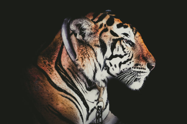 侧脸人像老虎孤立在黑色背景图片下载
