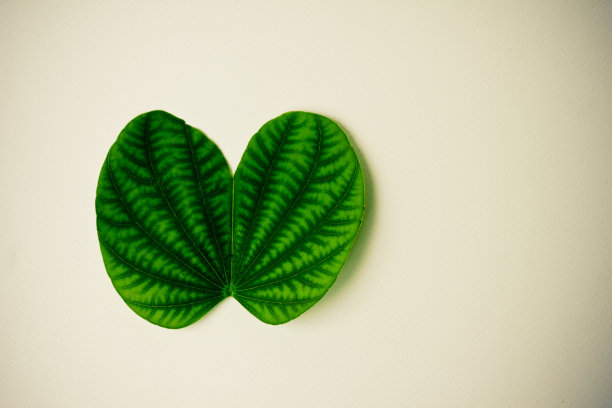 绿叶心状，孤立在白色上。图片下载