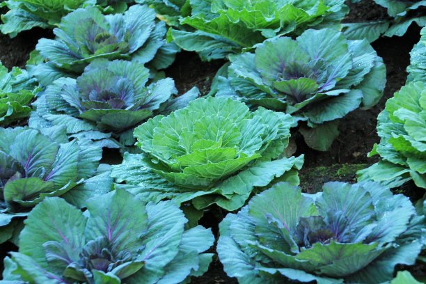 紫色装饰卷心菜图片下载