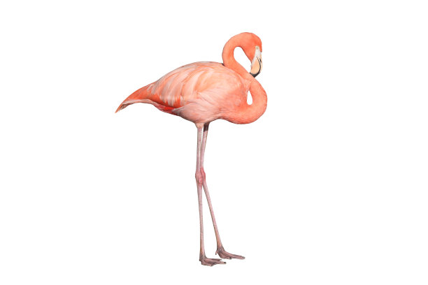 火烈鸟图片下载