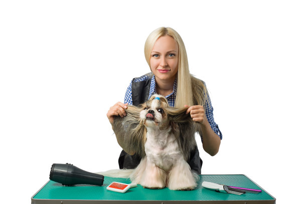 女人美容师与有趣和可爱的西施狗图片下载