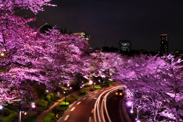 樱花在东京绽放。图片下载