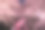 日本樱花图片素材ID：133523950