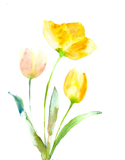 黄色的郁金香配白色的图片下载