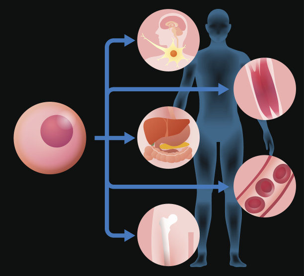 诱导多能干细胞(iPS细胞)和再生医学图片下载